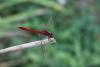 Sympetrum sanguineum